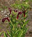 Lobelia polyphylla