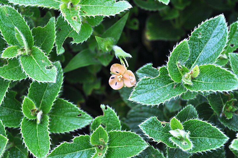 File:Murdannia lanuginosa.JPG