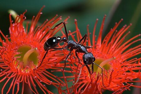 Myrmecia forficata, by JJ Harrison