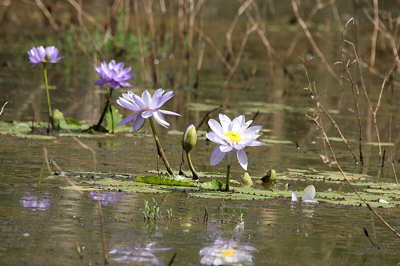 File:Nymphaea gigantea 184015407.jpg