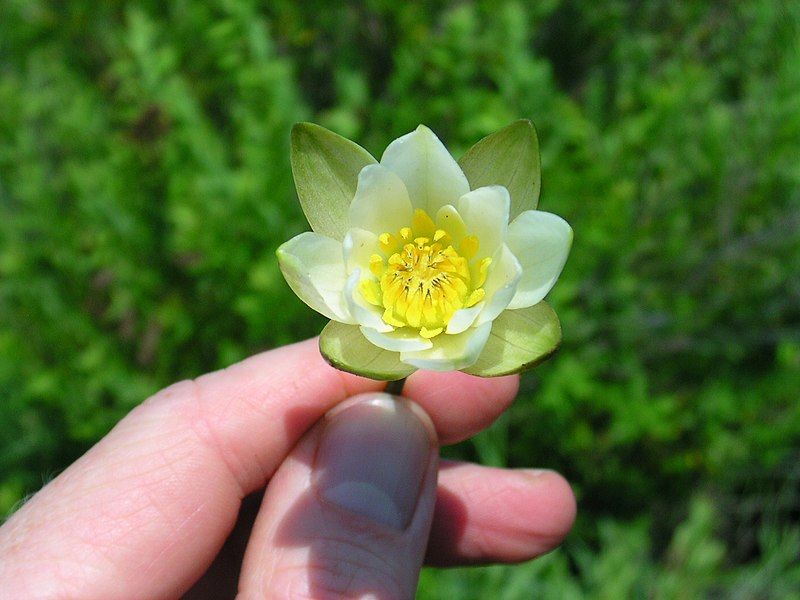 File:Nymphaea leibergii.jpg