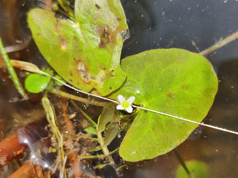 File:Nymphoides parvifolia.jpg