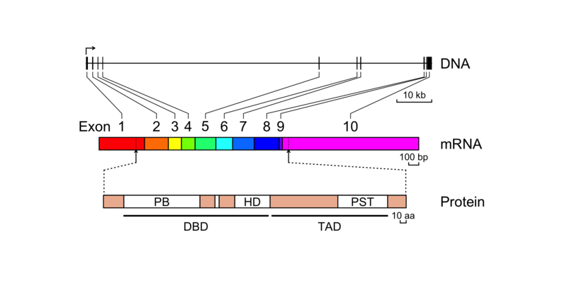 File:PAX3.hg38.fig.new.7.tif