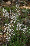 Flowers of Penstemon arkansanus