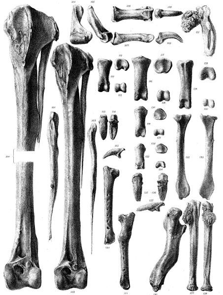 File:Pezophaps limb bones.jpg