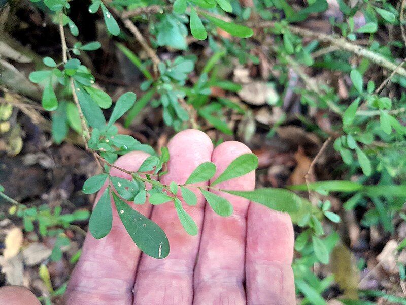 File:Phyllanthus-microcladus-SF24039-01.jpg