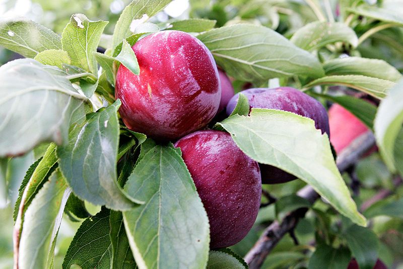 File:Plums in tree.jpg