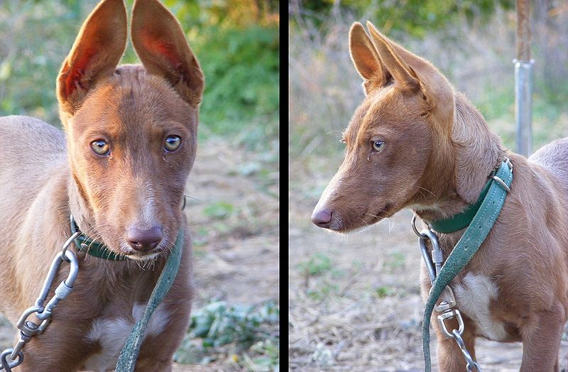 File:Podenco andaluz fonty.jpg