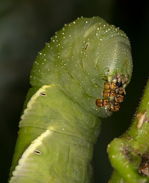 File:Psilogramma menephron (19276643118).jpg