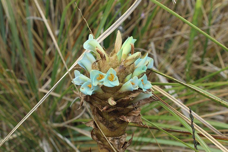 File:Puya boyacana.jpg