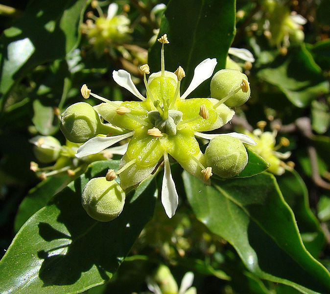 File:Quillaja saponaria (8682583504).jpg