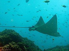 underwater image of swimming Australian Cownose Ray