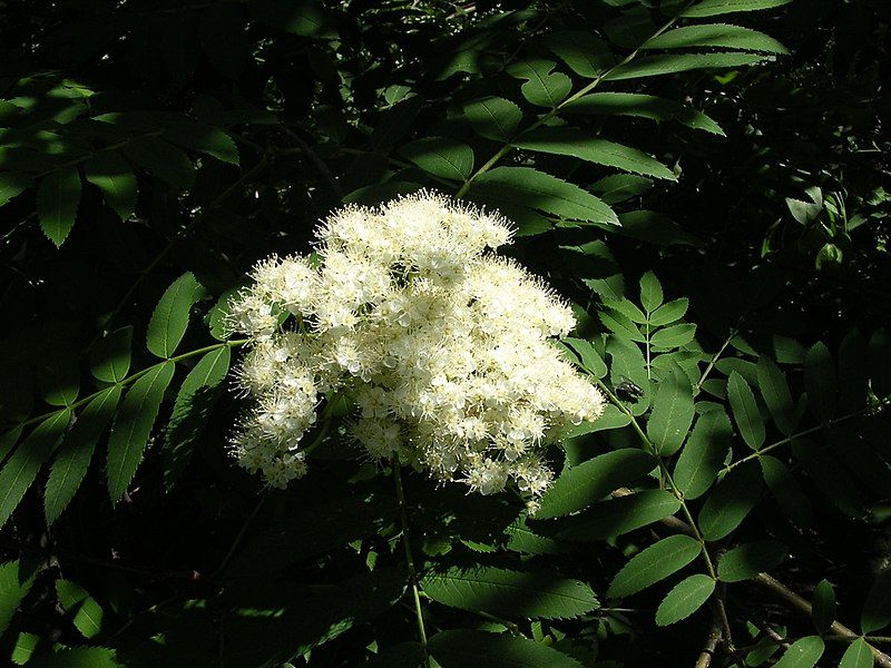 File:Rowan flowers-oliv.jpg