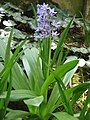 Scilla lilio-hyacinthus