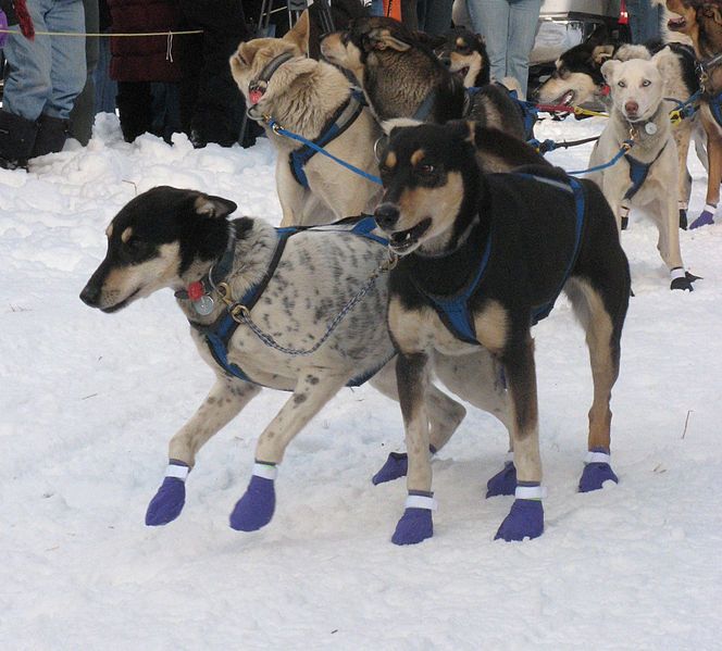 File:Sled dogs Montana.jpg