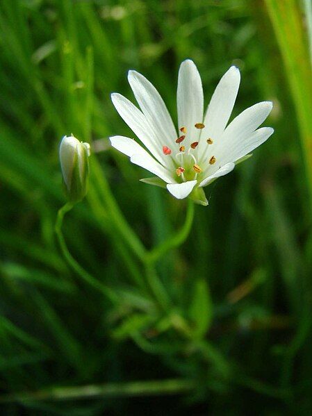 File:Stellaria palustris.jpg