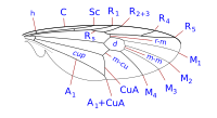 Stratiomyidae wing veins