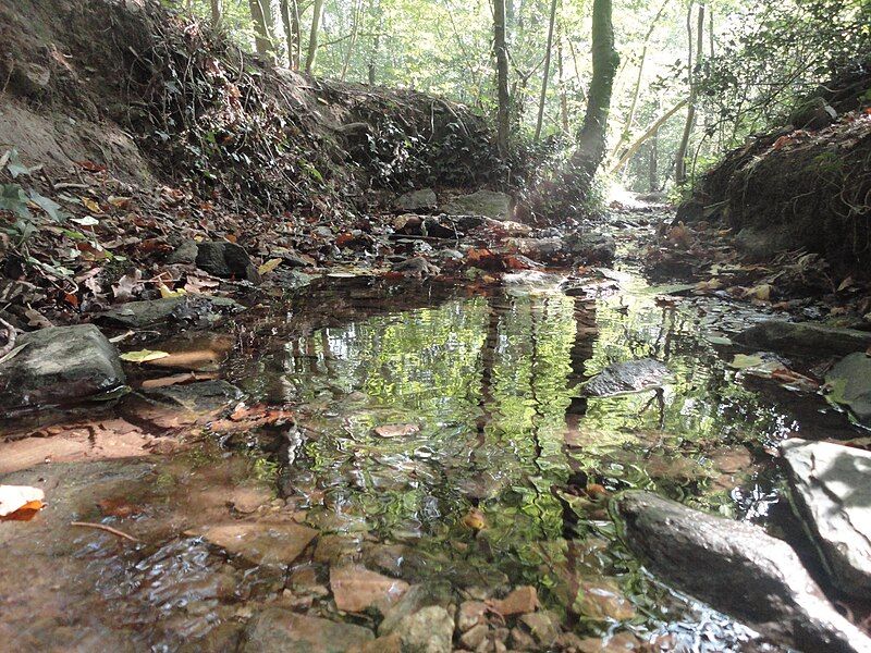 File:Swithland Wood Stream.jpg