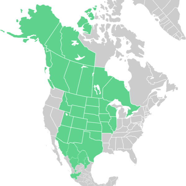 File:Symphyotrichum falcatum distribution.png