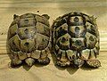 Juvenile Greek tortoise proper (T. (g.) ibera, left) and Tunisian tortoise (right), carapace