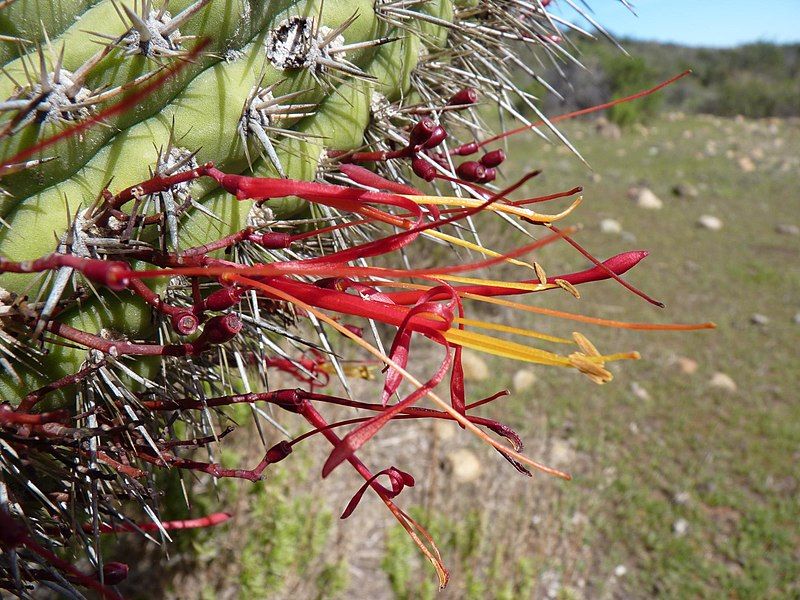 File:Tristerix aphyllus flowers.jpg