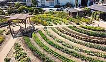 Vegetables planted in rows near a gazebo