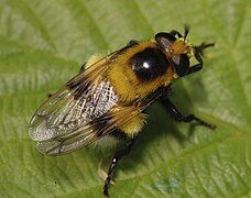 Volucella bombylans var. plumata, female