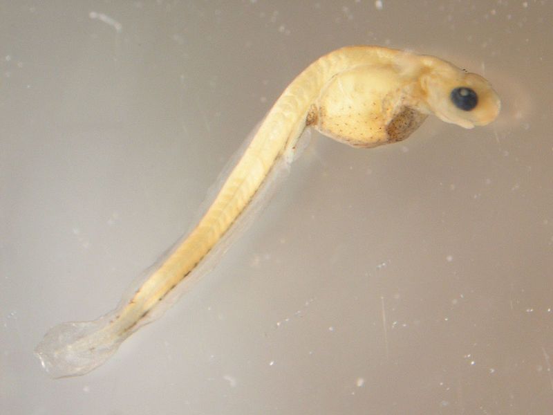 File:Walleye larva (8740460659).jpg