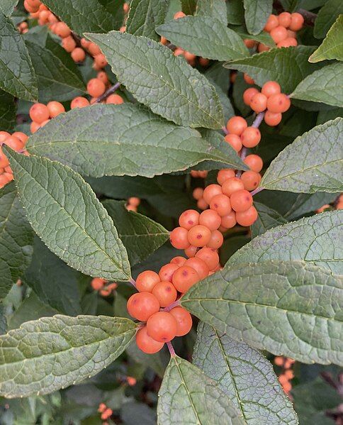 File:Winterberry.WinterGold.jpg