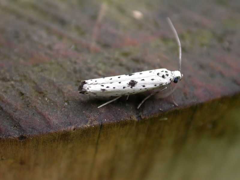 File:Yponomeuta plumbella (2943688377).jpg