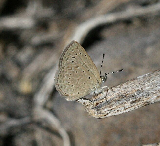 File:Zizeeria knysna (underside).jpg