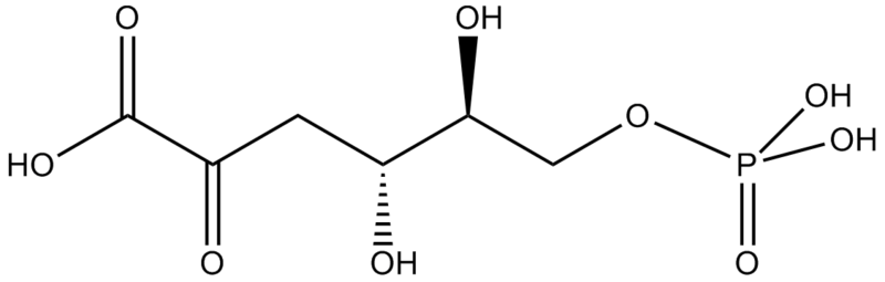 File:2-keto-3-deoxy-6-phosphogluconate.png