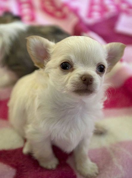 File:A Chihuhua puppy.jpg