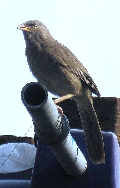 File:A Jungle babbler.jpg