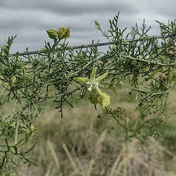 File:Abobra tenuifolia.jpg