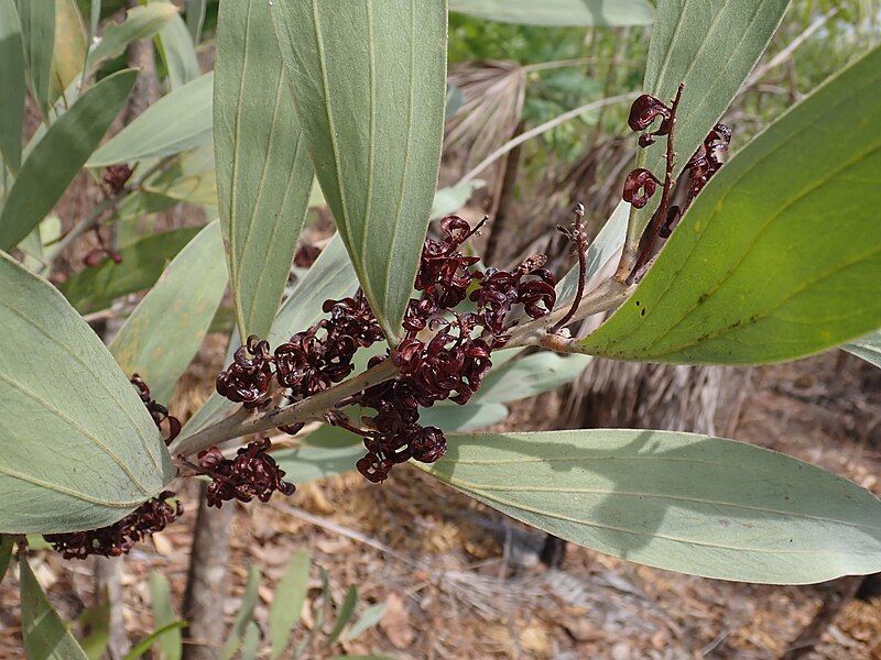 File:Acacia mangium PB010690.jpg