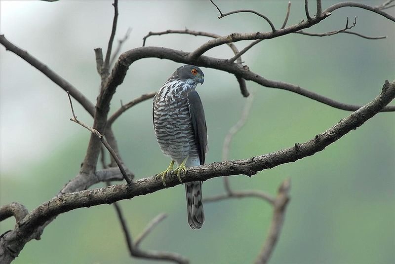 File:Accipiter virgatus.jpg