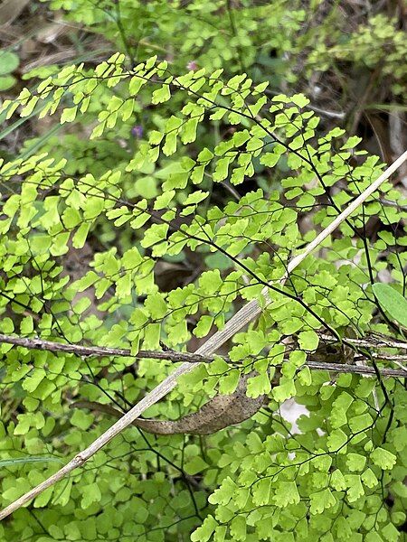 File:Adiantum atroviride 111010070.jpg