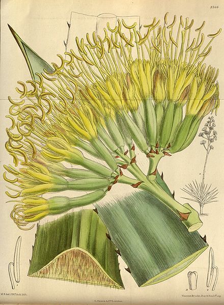 File:Agave fourcroydes 144-8746.jpg