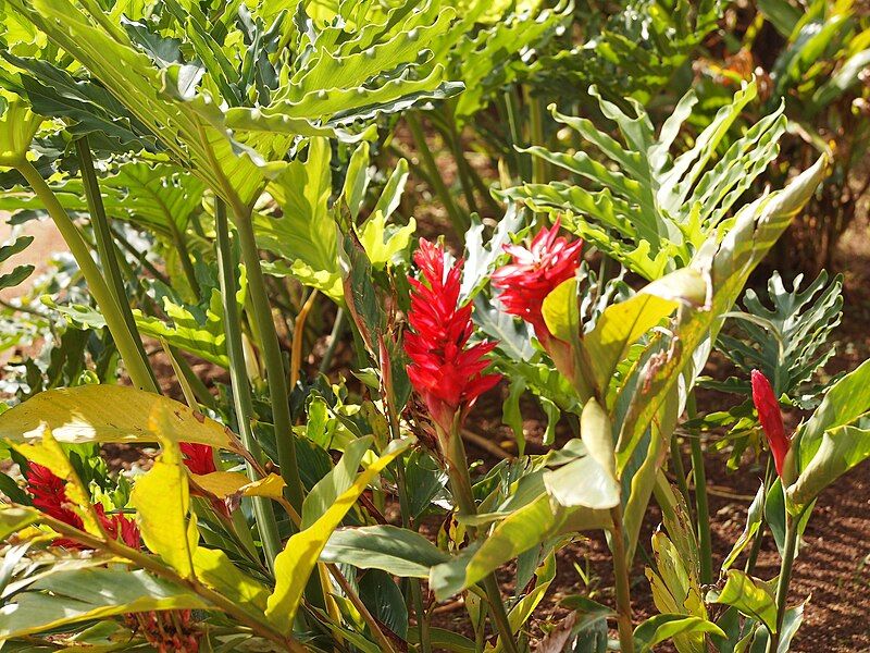 File:Alpinia purpurata Malaysia.jpg