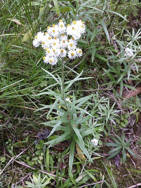 File:Anaphalis margaritacea sl4.jpg