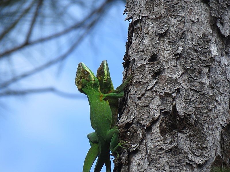 File:Anolis noblei.jpg