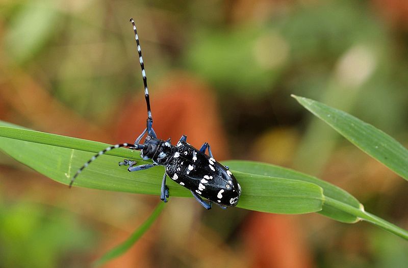 File:Anoplophora malasiaca.jpg