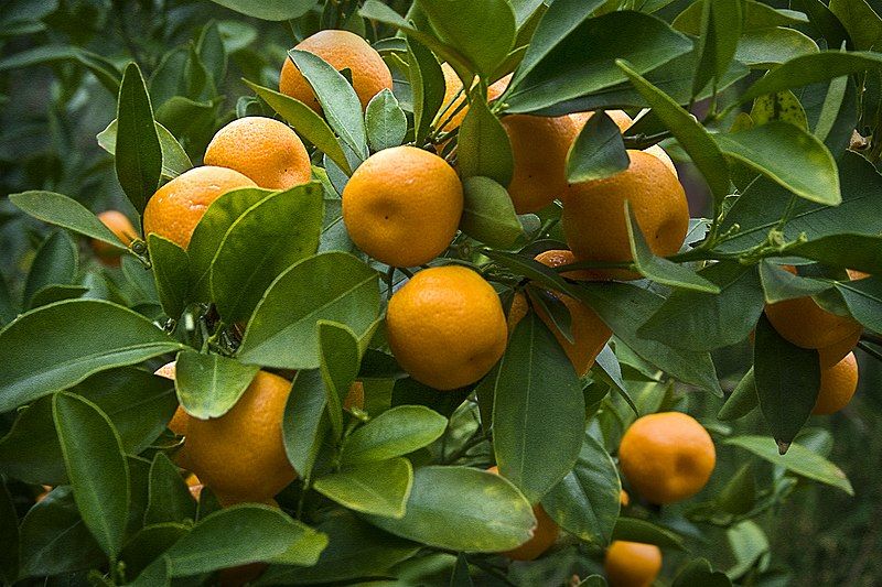 File:Apfelsinenbaum--Orange tree.jpg