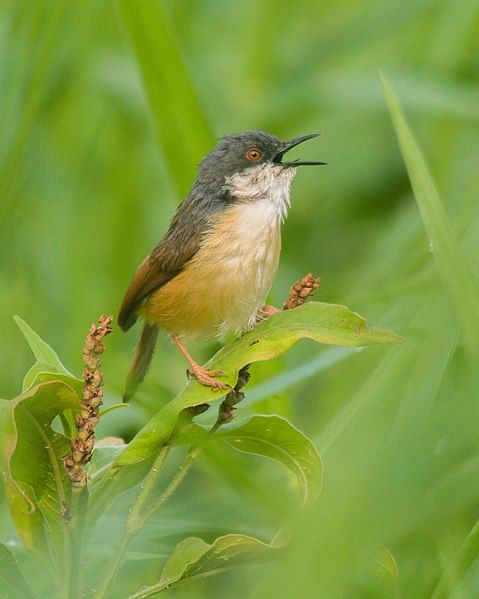 File:Ashy Prinia singing.jpg