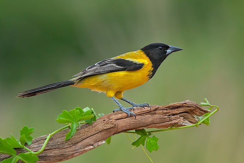 File:Audubon Oriole (Male).jpg