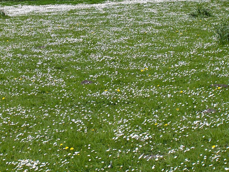 File:Bellis perennis(01).jpg