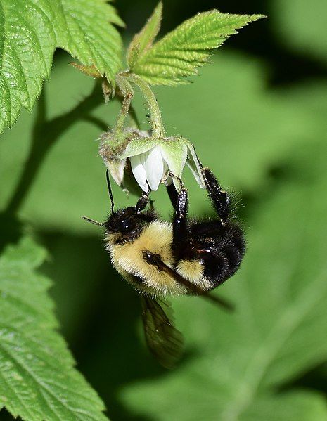 File:Bombus bimaculatus 79944979.jpg