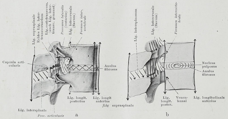 File:Braus 1921 64.png