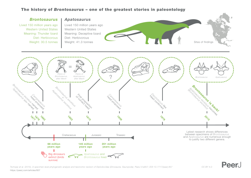 File:Brontosaurus infographic.svg